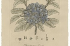 Lyndi-Sales-Blue-Florilegium